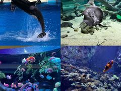 -珠海横琴长隆《卡卡虎奇遇记》