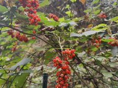 -素山寺森林公园