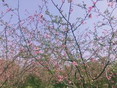 -上海共青森林公园