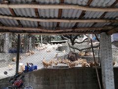 -满記土窑烧鷄波浪山莊
