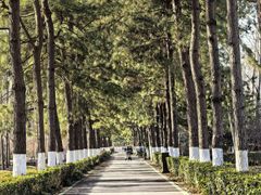 -合肥滨湖国家森林公园