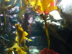 -悉尼海洋生物水族馆