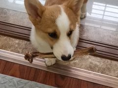 -翊宠yipet猫狗购宠庄园犬舍•猫舍