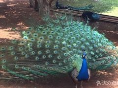 -昆明动物园