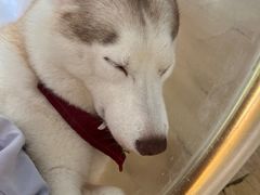 -Husky Go! 哈士奇体验馆·宠物咖啡厅狗咖