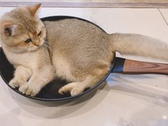 -欣宠猫屋·矮脚拿破仑·蓝金金渐层