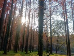 -黄海国家森林公园