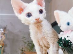 -70cat德文卷毛猫·缅因猫纯种猫舍