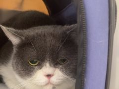 -瑞鹏宠物医院·骨科·猫科·内科(第一中心)