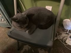 -猫猫幼稚园·撸猫·桌游·电玩