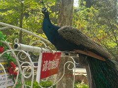 -石家庄市动物园