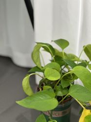 -张小野·专业半永久纹眉