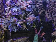 -太平洋海底世界