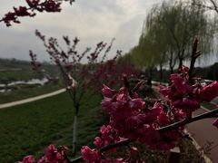 -洨河生态公园