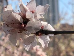 -桃花堤公园