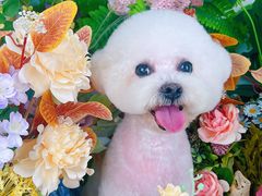 -读宠于你·约克夏比熊·睫角守宫·爬宠售卖(高新店)