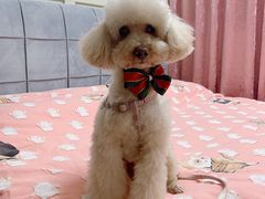 -BABYDOG宝贝狗宠物乐园(欧洲城店)