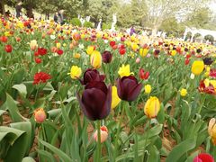 -洛阳郁金香牡丹园