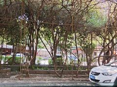 -瑞丽独树成林风景区