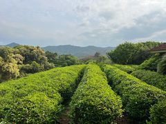-雁南飞茶田景区