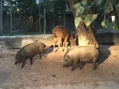 -清迈夜间动物园