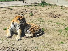-上海野生动物园老虎餐厅