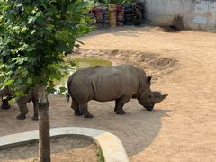 -西霞口神雕山野生动物世界