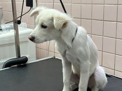 -FAELING PETS美天灵宠物(富力广场店)