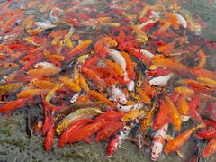 -常州花鸟园酒店(西太湖品牌优选店)