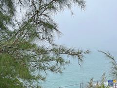 -广东惠东海龟国家级自然保护区