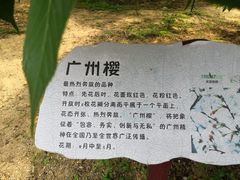 -天适樱花悠乐园