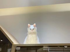 -猫域·湾主题猫咖·宠物吧(南坪城市广场店)
