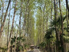 -合肥滨湖国家森林公园