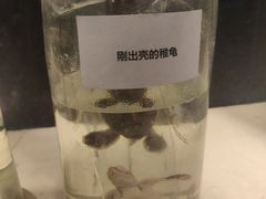 -广东惠东海龟国家级自然保护区