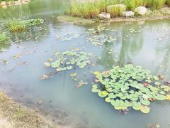 -同里国家湿地公园