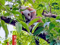 -野象谷景区