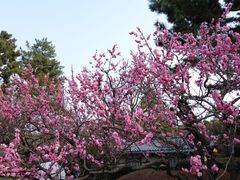 -京都御所
