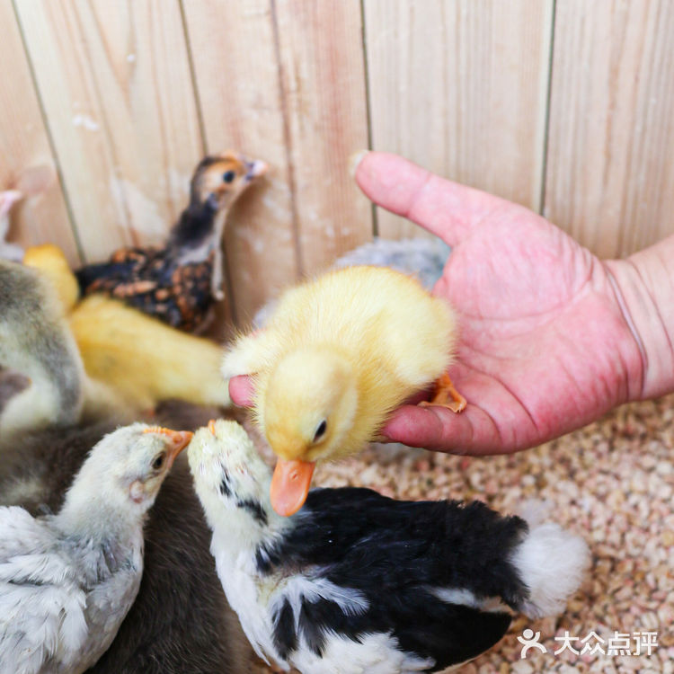 六一好去处 | 重庆首个超有意思的爬宠展🐸