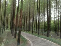 -黄海国家森林公园