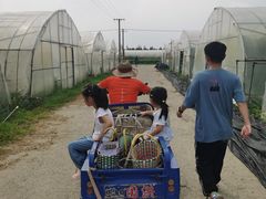 -阿林有机农庄