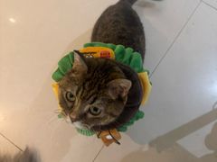 -平行世界·猫咖(首经贸店)
