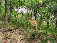 -大连森林动物园