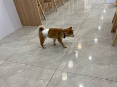 -柴犬小屋·柴餐厅·狗咖食堂(金鼎广场店)
