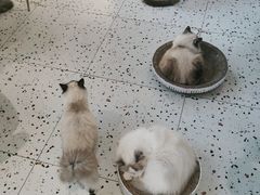 -喵喵咪呀布偶猫咖(春熙路店)