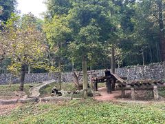 -都江堰中华大熊猫苑