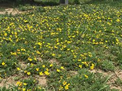 -黄河九曲第一湾