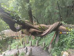 -严子陵钓台(富春江小三峡)