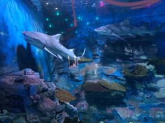 -烟台海昌鲸鲨海洋公园