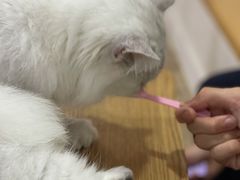 -李小姐の猫咖啡馆(五角场店)