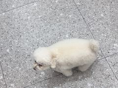 -四月宠物医院·猫专科·心脏专科·内科(转塘店)